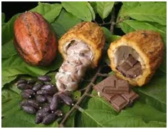 Futuros Sobre Cacao 17 el cacao como materia prima