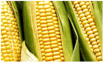 Commodities: Maíz 6 Maíz como commodity
