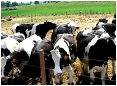 Commodities: Ganado en pie 12 Commodities - Ganado en pie